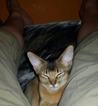 Абиссины настоящие БРО. Мой "Кокос" ни на минуту не отходит от меня пока я дома. А то, какие звуки он издает - это именно разговор а не мяуканье!!! И спит он только прижавшись ко мне. Всем советую. Очень умные они