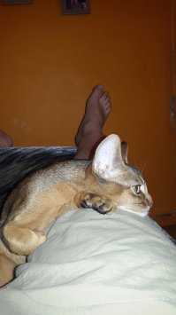 Абиссины настоящие БРО. Мой "Кокос" ни на минуту не отходит от меня пока я дома. А то, какие звуки он издает - это именно разговор а не мяуканье!!! И спит он только прижавшись ко мне. Всем советую. Очень умные они