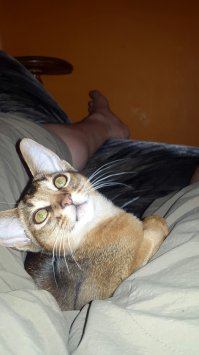 Абиссины настоящие БРО. Мой "Кокос" ни на минуту не отходит от меня пока я дома. А то, какие звуки он издает - это именно разговор а не мяуканье!!! И спит он только прижавшись ко мне. Всем советую. Очень умные они