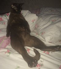 А вот мой - Бурманская. 
Жизнь у него тяжелая.