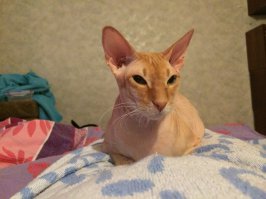 Левкой-неудачник. Примерно треть котят выглядят как на фотке, многие не удаются