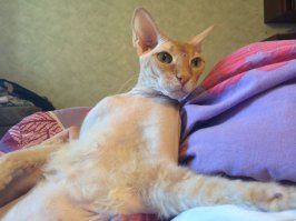 Левкой-неудачник. Примерно треть котят выглядят как на фотке, многие не удаются