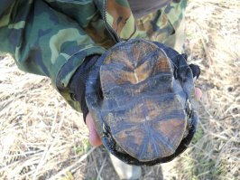 Астраханская обл. 2013
Еле догнал)))