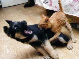 Любителям кошек