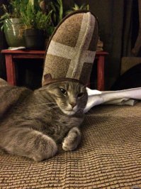 Котэнтифих Святого престола