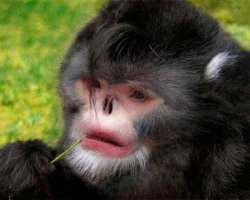 Забыли сообщить причину, почему они не стареют. Сколько они отдали бабок за омолаживающие операции, по подтяжке кожи лица и изменению структуры.Некоторые женщины выглядят даже лучше чем раньше.
На фото: А я вообще не старею!
Далее: До операции и после.