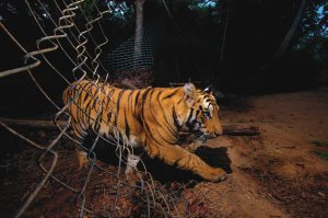 Амур Тимура для побега вырщивал.