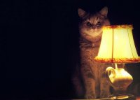 Звонок в скорую