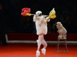 Да! А я уж подумал, что ты исчерпал ведро кала, которое у тебя на аватарке. Заскучал даже. Ан нет, к моей радости, бобик продолжает исправно тявкать и скакать на задних лапках. Молодец, хороший песик.

Стыкуется твоя срачина со сворой 3.14дарюг, а я тебе не слова лжи так и не сказал, возможно заблуждался, но не лгал. Но тебе же не возможно в это поверить, иначе рухнет вся твоя стройная метода, не за что зацепить. Это нормально, просто ты заигрался, выдохни. А то докатился уже до шуток про мамку 45летний ученый, самый боевой из лейтенантов, герой секции дзюдо для дошкольников, и дворовый спаситель в 90е местных шалав от приставаний пенсионеров.

Голос, Бобик!