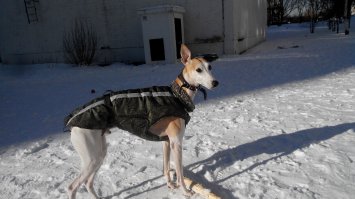 Ну вот - моей собаки тут не оказалось
Придется исправить упущение.

УИППЕТ

Уиппет — это удивительное сочетание грации и силы, храбрости и нежности, прекрасных охотничьих качеств и умения ладить с людьми. Эта порода занимает промежуточное положение между хорошо знакомыми нам левреткой и грейхаундом. Второе название уиппета — малая английская борзая.
Вопрос о происхождении этой породы по сей день остается открытым. Долгое время считалось, что уиппеты были выведены в 19 веке в Великобритании. Однако, сегодня у ученых есть немало доказательств того, что эта порода появилась в истории человечества гораздо раньше. В частности, об этом свидетельствуют древние изображения богини Дианы, на которых мы можем видеть собак, удивительно похожих на современных малых английских борзых. Кроме того, в Лувре хранится скульптурное изображение уиппета, датированное аж 4 веком до н.э. Некоторые исследователи полагают, что малая английская борзая произошла от фараоновой собаки и попала на Британские острова в 55 году до н.э.
Так или иначе, с начала 20 века уиппеты начали пользоваться популярностью среди английских любителей охоты. В 1890 году к этим собакам пришло официальное признание, а в 1903 был принят первый стандарт породы, который, к слову, дошел до наших дней практически без изменений.
Конечно, уиппет, как и все борзые, известен нам, прежде всего, как азартный охотник и великолепный бегун. Эта собака используется при охоте на некрупную дичь, в том числе, водоплавающую. При беге уиппет способен развивать огромную скорость — до 50 км/час. Само название этой породы, скорее всего, происходит от английского слова «whipp», означающее быстрые движения.
И все же, в современном мире уиппет — это, прежде всего, замечательный компаньон с ласковым, покладистым и деликатным характером. Уиппеты могут быть несколько недоверчивы к посторонним, однако по отношению к хозяину и членам семьи (в том числе, к детям) они питают удивительную нежность и трепетную преданность.
Надо сказать, что от грейхаундов уиппеты отличаются не только размерами, но и темпераментом. Малую английскую борзую нередко называют «бультерьером среди борзых». Как не странно, эта небольшая милая собачка при правильном обучении способна выполнять сторожевые и охранные функции! Скорее всего, это связано с тем, что среди предков уиппетов были терьеры.
Внешне уиппет — это пропорциональная, прекрасно сложенная собака с развитой мускулатурой, сильными, крепкими ногами и глубокой грудью. Для уиппетов характерна удлиненная голова с плоским лбом и плавным переходом к морде. Уши у этих собак небольшого размера и имеют характерную форму лепестка розы (стоячие уши недопустимы).
Шерсть у уиппета гладкая, короткая, плотно прилегающая к коже. Стандартом допускаются любые окрасы и цветовые сочетания. 
==========
Фотографии моего бандита