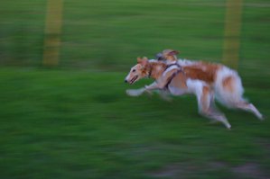 Ну вот - моей собаки тут не оказалось
Придется исправить упущение.

УИППЕТ

Уиппет — это удивительное сочетание грации и силы, храбрости и нежности, прекрасных охотничьих качеств и умения ладить с людьми. Эта порода занимает промежуточное положение между хорошо знакомыми нам левреткой и грейхаундом. Второе название уиппета — малая английская борзая.
Вопрос о происхождении этой породы по сей день остается открытым. Долгое время считалось, что уиппеты были выведены в 19 веке в Великобритании. Однако, сегодня у ученых есть немало доказательств того, что эта порода появилась в истории человечества гораздо раньше. В частности, об этом свидетельствуют древние изображения богини Дианы, на которых мы можем видеть собак, удивительно похожих на современных малых английских борзых. Кроме того, в Лувре хранится скульптурное изображение уиппета, датированное аж 4 веком до н.э. Некоторые исследователи полагают, что малая английская борзая произошла от фараоновой собаки и попала на Британские острова в 55 году до н.э.
Так или иначе, с начала 20 века уиппеты начали пользоваться популярностью среди английских любителей охоты. В 1890 году к этим собакам пришло официальное признание, а в 1903 был принят первый стандарт породы, который, к слову, дошел до наших дней практически без изменений.
Конечно, уиппет, как и все борзые, известен нам, прежде всего, как азартный охотник и великолепный бегун. Эта собака используется при охоте на некрупную дичь, в том числе, водоплавающую. При беге уиппет способен развивать огромную скорость — до 50 км/час. Само название этой породы, скорее всего, происходит от английского слова «whipp», означающее быстрые движения.
И все же, в современном мире уиппет — это, прежде всего, замечательный компаньон с ласковым, покладистым и деликатным характером. Уиппеты могут быть несколько недоверчивы к посторонним, однако по отношению к хозяину и членам семьи (в том числе, к детям) они питают удивительную нежность и трепетную преданность.
Надо сказать, что от грейхаундов уиппеты отличаются не только размерами, но и темпераментом. Малую английскую борзую нередко называют «бультерьером среди борзых». Как не странно, эта небольшая милая собачка при правильном обучении способна выполнять сторожевые и охранные функции! Скорее всего, это связано с тем, что среди предков уиппетов были терьеры.
Внешне уиппет — это пропорциональная, прекрасно сложенная собака с развитой мускулатурой, сильными, крепкими ногами и глубокой грудью. Для уиппетов характерна удлиненная голова с плоским лбом и плавным переходом к морде. Уши у этих собак небольшого размера и имеют характерную форму лепестка розы (стоячие уши недопустимы).
Шерсть у уиппета гладкая, короткая, плотно прилегающая к коже. Стандартом допускаются любые окрасы и цветовые сочетания. 
==========
Фотографии моего бандита