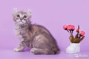 В Казани, на 18.01.-просят 10 тыс. Вот за него.