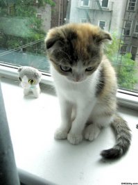 Настоящая домашняя рысь