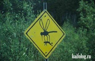 Такому в автошколе меня не обучали! 