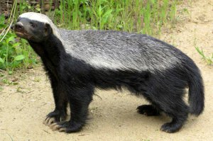 Это он себя любит ассоциировать с этим животным:-)