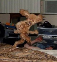 Никогда! Слышите, никогда не злите пуделя!)