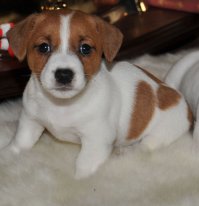 "Голливудская слава стала головной болью для заводчиков. На экране джек-рассел-терьеры милы, забавны, непоседливы, умны и послушны. Но характер реальных питомцев отличается от созданного кинематографистами образа. На самом деле, они не ангелы. А идеального послушания можно добиться лишь с помощью ранней социализации и грамотного воспитания.Несмотря на небольшие размеры, это не ручная собачка, а самостоятельный охотник. Он любит смену обстановки, любопытен. Эта активная собака подойдет не всякому, например, пожилым людям будет тяжело с ним тяжело справиться.Такие питомцы очень энергичны. Им нужно много бегать и прыгать. А когда прогулки короткие и неинтересные, собака будет развлекаться, жуя вещи хозяев. Вдобавок джек-рассел-терьеры очень прыгучи: при желании они могут перемахнуть через довольно высокий забор. Если же прыжок не получается, то питомец вспомнит опыт предков и сделает подкоп.

Словом, пустить воспитание любимца на самотек не удастся. В утешение можно отметить, что все представители породы очень умны. Они нуждаются в интеллектуальной нагрузке. Их легко учить, но во время дрессировок собаки могут быть упрямы."
Ни за что подлец лапу не даёт, ни за сыр, ни за палку