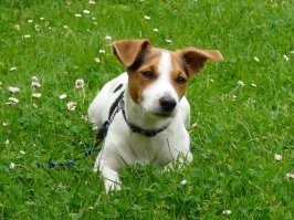 "Голливудская слава стала головной болью для заводчиков. На экране джек-рассел-терьеры милы, забавны, непоседливы, умны и послушны. Но характер реальных питомцев отличается от созданного кинематографистами образа. На самом деле, они не ангелы. А идеального послушания можно добиться лишь с помощью ранней социализации и грамотного воспитания.Несмотря на небольшие размеры, это не ручная собачка, а самостоятельный охотник. Он любит смену обстановки, любопытен. Эта активная собака подойдет не всякому, например, пожилым людям будет тяжело с ним тяжело справиться.Такие питомцы очень энергичны. Им нужно много бегать и прыгать. А когда прогулки короткие и неинтересные, собака будет развлекаться, жуя вещи хозяев. Вдобавок джек-рассел-терьеры очень прыгучи: при желании они могут перемахнуть через довольно высокий забор. Если же прыжок не получается, то питомец вспомнит опыт предков и сделает подкоп.

Словом, пустить воспитание любимца на самотек не удастся. В утешение можно отметить, что все представители породы очень умны. Они нуждаются в интеллектуальной нагрузке. Их легко учить, но во время дрессировок собаки могут быть упрямы."
Ни за что подлец лапу не даёт, ни за сыр, ни за палку