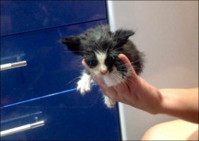 а этот бедолажка, видимо, не выжил...