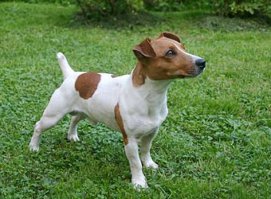 "Голливудская слава стала головной болью для заводчиков. На экране джек-рассел-терьеры милы, забавны, непоседливы, умны и послушны. Но характер реальных питомцев отличается от созданного кинематографистами образа. На самом деле, они не ангелы. А идеального послушания можно добиться лишь с помощью ранней социализации и грамотного воспитания.Несмотря на небольшие размеры, это не ручная собачка, а самостоятельный охотник. Он любит смену обстановки, любопытен. Эта активная собака подойдет не всякому, например, пожилым людям будет тяжело с ним тяжело справиться.Такие питомцы очень энергичны. Им нужно много бегать и прыгать. А когда прогулки короткие и неинтересные, собака будет развлекаться, жуя вещи хозяев. Вдобавок джек-рассел-терьеры очень прыгучи: при желании они могут перемахнуть через довольно высокий забор. Если же прыжок не получается, то питомец вспомнит опыт предков и сделает подкоп.

Словом, пустить воспитание любимца на самотек не удастся. В утешение можно отметить, что все представители породы очень умны. Они нуждаются в интеллектуальной нагрузке. Их легко учить, но во время дрессировок собаки могут быть упрямы."
Ни за что подлец лапу не даёт, ни за сыр, ни за палку