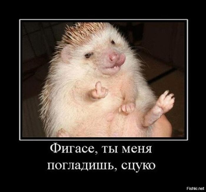 Очаровательные ёжики