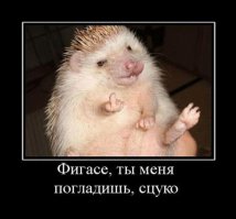 Очаровательные ёжики