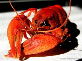 головогрудь.