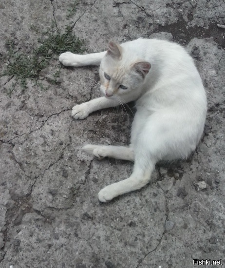 Котяра с заглавной - мой Кыш, один-в-один :)
