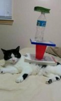 Кот пофигист...)