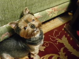 Многие звери умеют улыбаться. Мой, например, вот так лыбиться может по паре часов кряду, усядется рядом и лыбится, аж не по себе делается.))