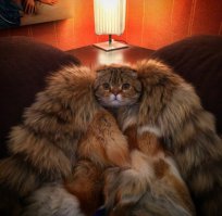 котэ шикааааарен