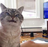 сначала подумал стоп ошибка на экране, ну тогда и понятно выражение морды котэ