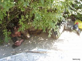 Прикольные скульптуры из кустарника и цветов