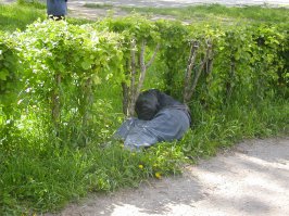 Прикольные скульптуры из кустарника и цветов