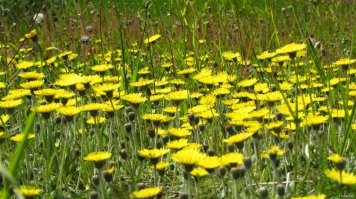 Лето, ах, лето