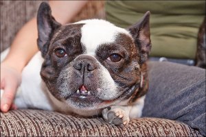 Становятся ненужными и породистые  собаки, и беспородные. Таков жестокий мир людей. Вот мое чудо, Шрэк, в июне будет 2 года, как он живет у нас. Он стал ненужным старым хозяевам, прожив у них 4 года и оказался на улице.