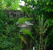 Ко мне тоже каждое утро прилетают попугаи в кормушку. И свистеть не надо. Живу во Флориде.