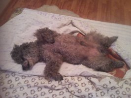 Вообще то давно изобрели цветную фотографию. А то тоскливости пост получился. Вот мой пес. И ему хорошо!