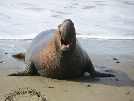17 фотографий пляжных фигур, которые станут вашей мотивацией 