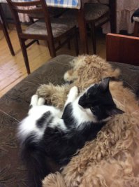 Этот сенбернар наверное самый добрый пёс по отношению к котам