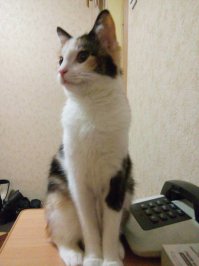 вот моё чудо, таким подобрал.....и через 5 мес.