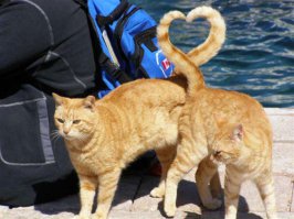 30 улётных фотографий, которые сделаны в очень подходящий момент