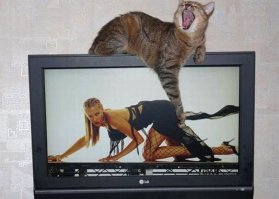 30 улётных фотографий, которые сделаны в очень подходящий момент