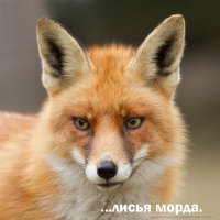 Военная хитрость