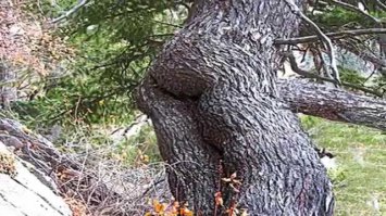 Смешные приколы природы 