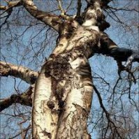 Смешные приколы природы 