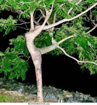 Смешные приколы природы 