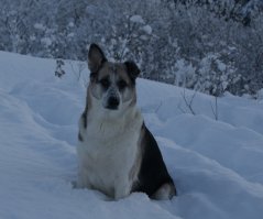 Наша Бонифация 7 лет, взята в Кохтла-Ярвском приюте)