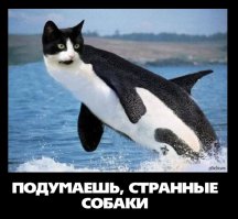 Эта собака не фотошоп, она реальна и по-своему прекрасна