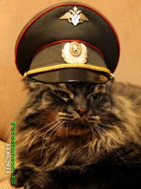 Тоже маленьким подобрали. Вымахал кабан.